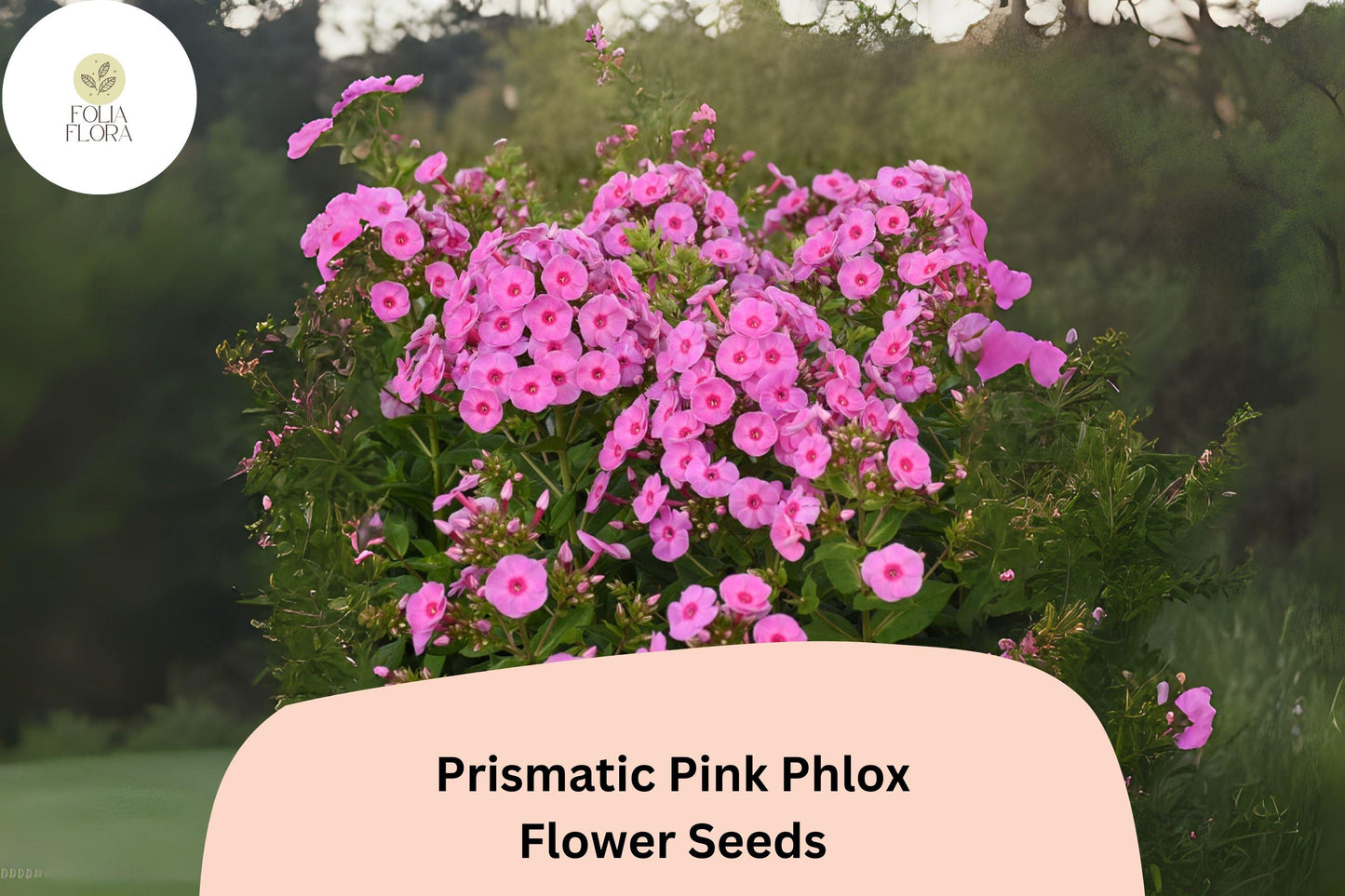 Prismatic Pink Phlox Seeds – Perennial Flower Seeds for Borders & Pollinator Gardens – Phlox paniculata