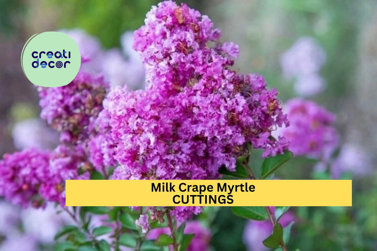Live Crape Myrtle Cuttings - Lagerstroemia indica, 7 Stems for Rooting, Summer Flowering Shrub or Small Tree, Drought Tolerant, Fast Growing