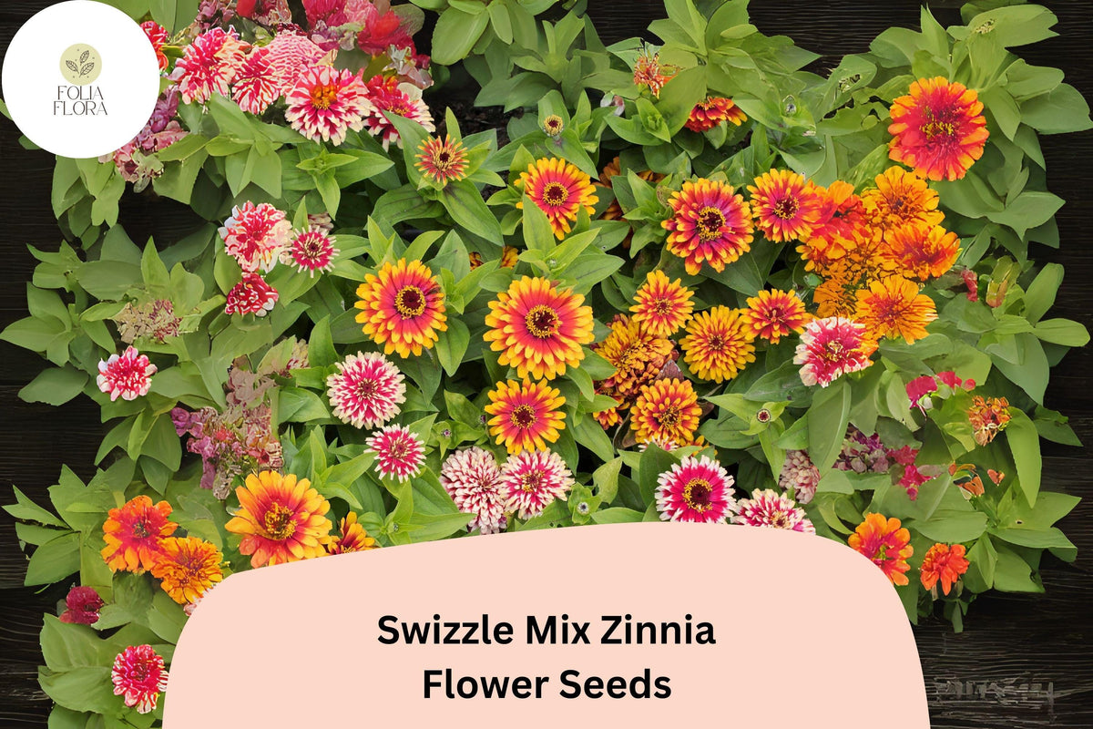 Swizzle Mix Zinnia Seeds – Two-Toned Annual Flowers for Garden Beds, Borders & Cut Flowers – Zinnia elegans