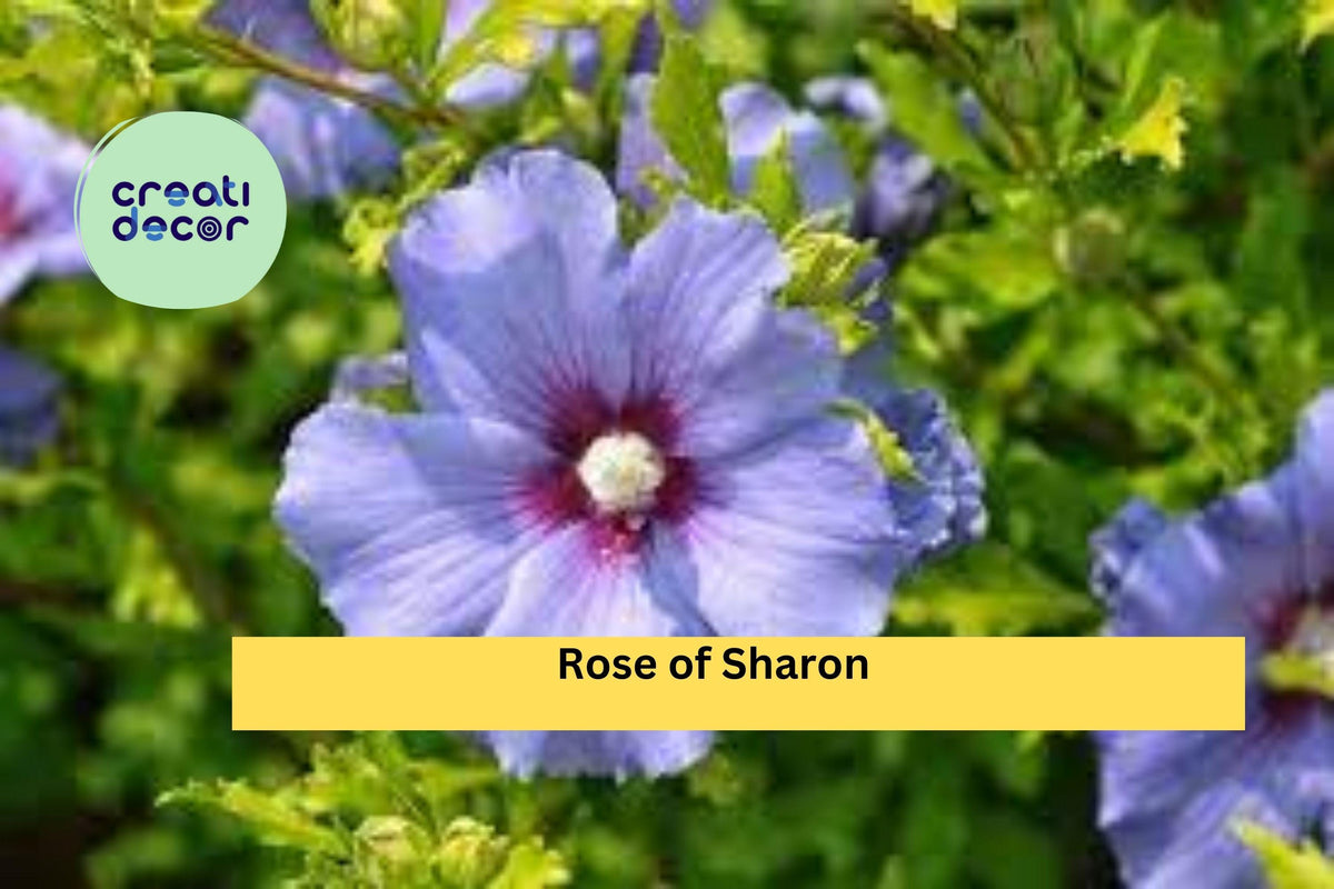 Bare Root Rose of Sharon Plants – Hibiscus syriacus, Hardy Flowering Shrub with Summer Blooms, Pollinator-Friendly, 10–18 Inches