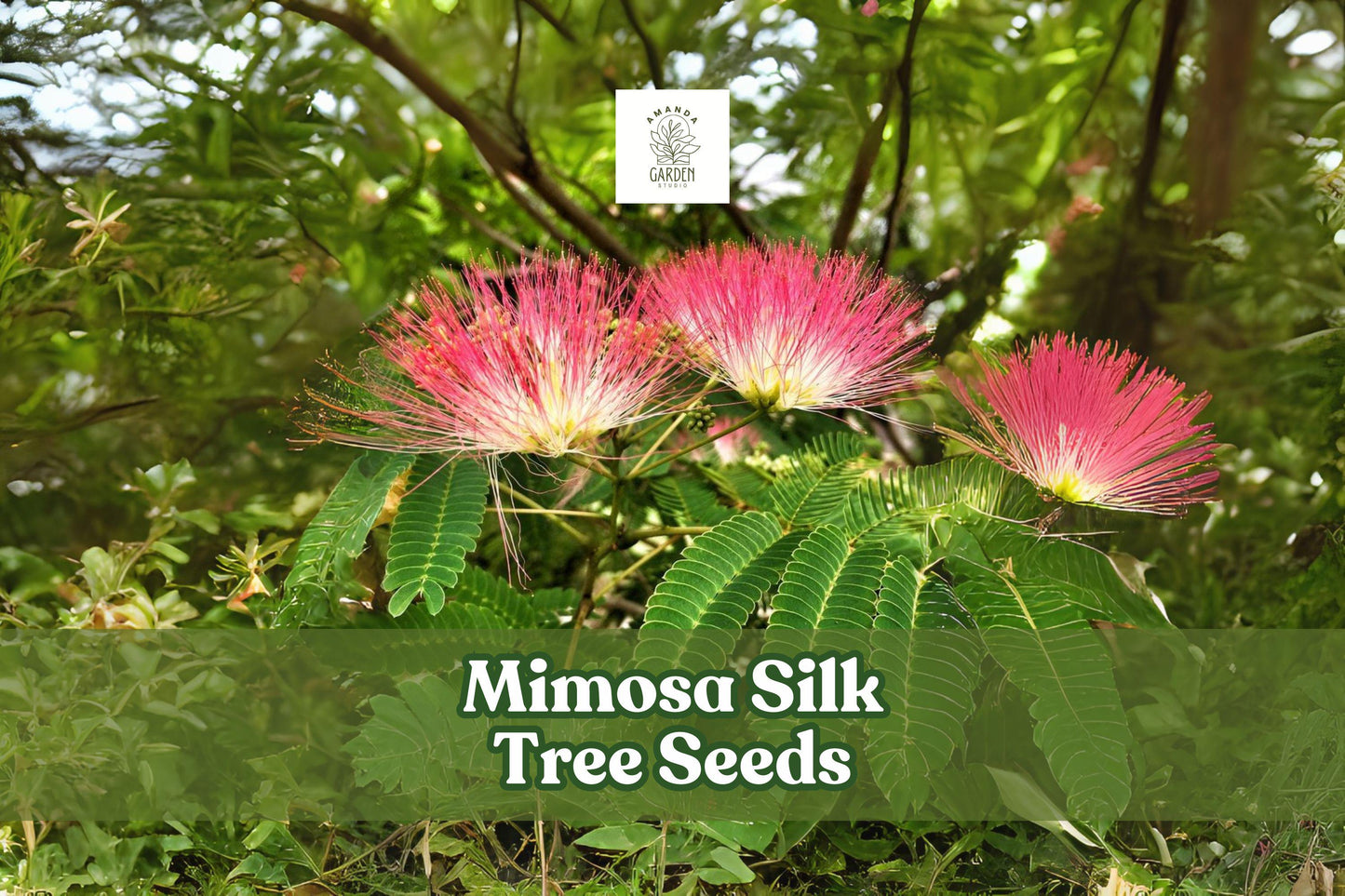 50 Mimosa Silk Tree Seeds – Albizia julibrissin – Fragrant Pink Flowering Ornamental Tree Seeds