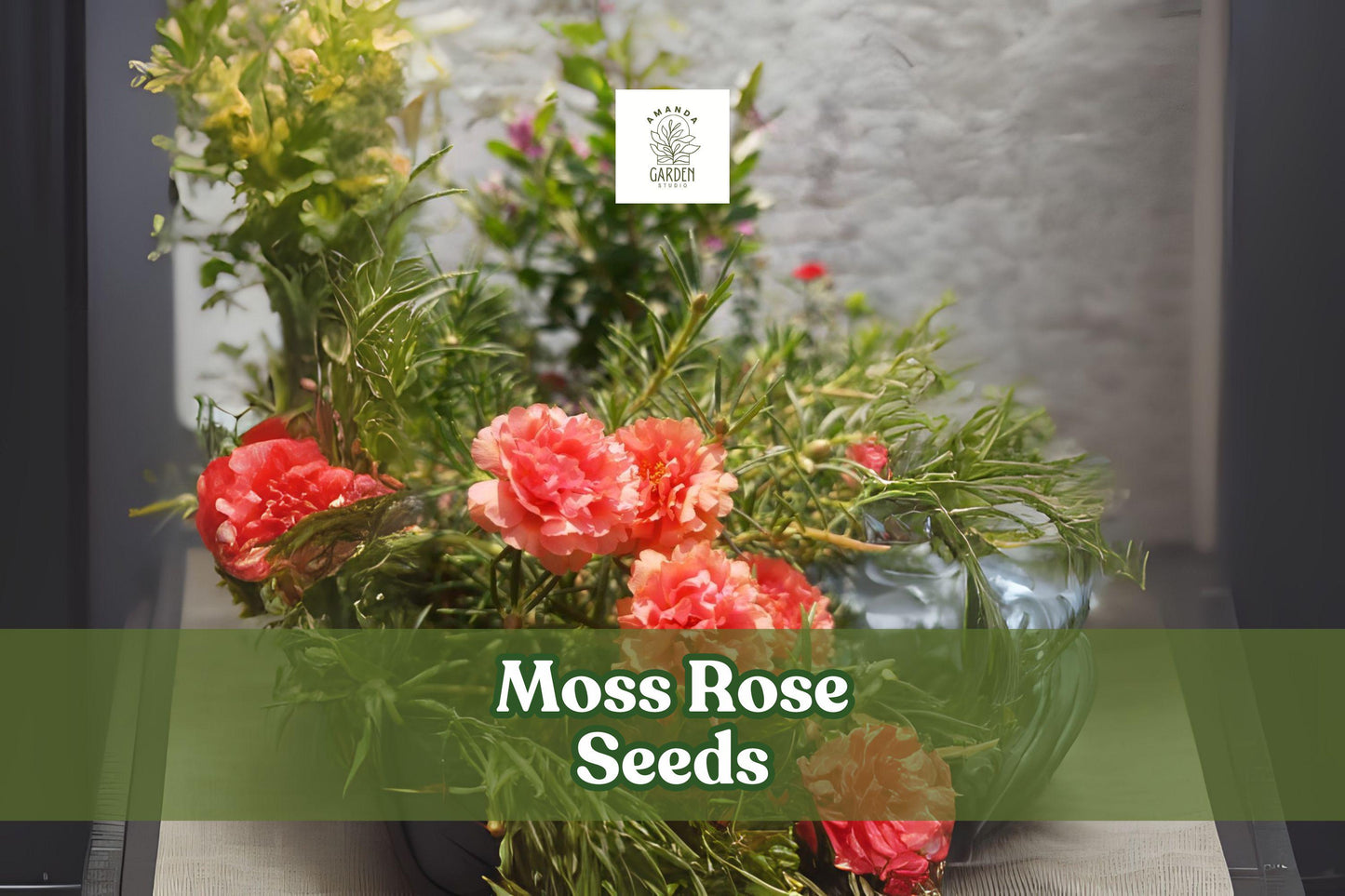 200 Moss Rose Seeds – Portulaca grandiflora, Colorful Drought-Tolerant Annual Flowers for Garden, Patio & Bonsai Planters