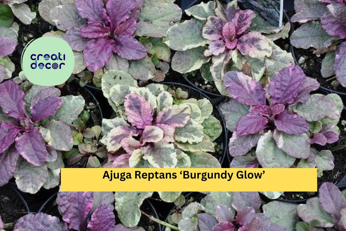 Live Rooted Ajuga Reptans ‘Burgundy Glow’ Perennial Ground Cover with Variegated Leaves & Purple Flowers - 3 Plants