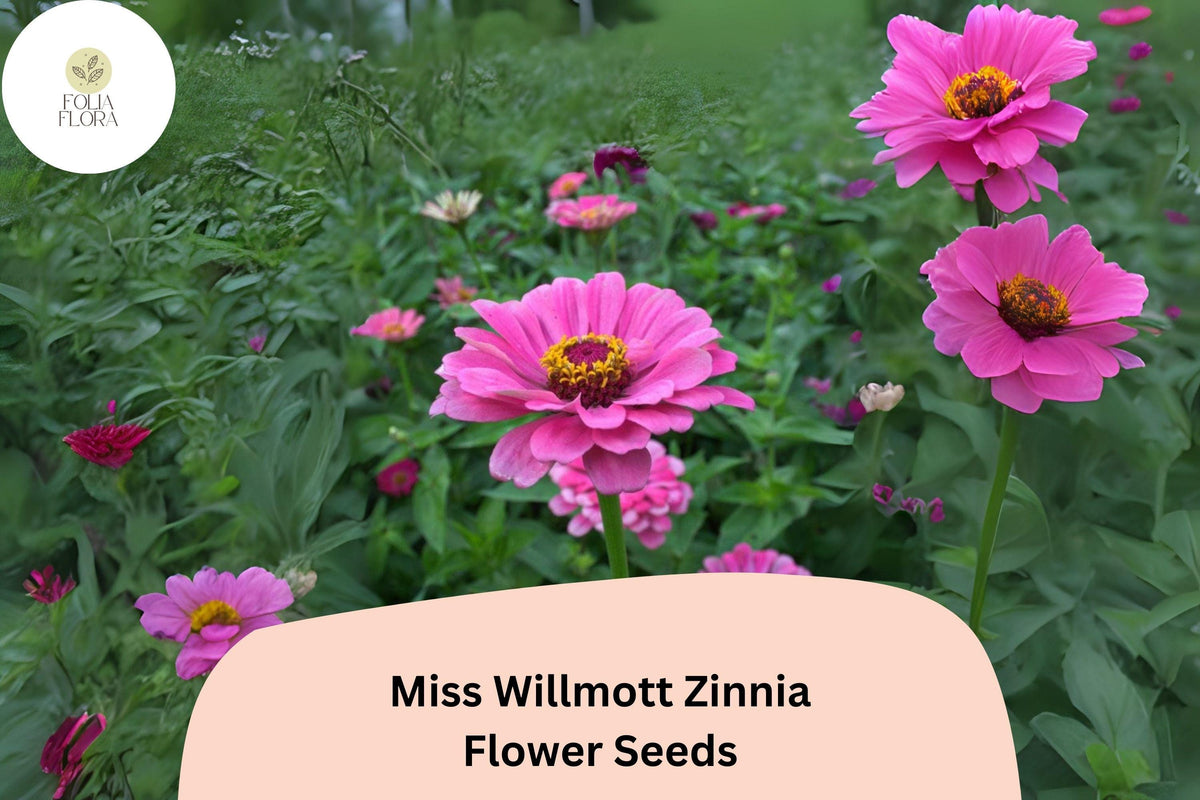 Miss Willmott Zinnia Seeds – Salmon-Pink Annual Flower Seeds for Garden, Cut Flowers, Pollinator Attracting, Zinnia elegans