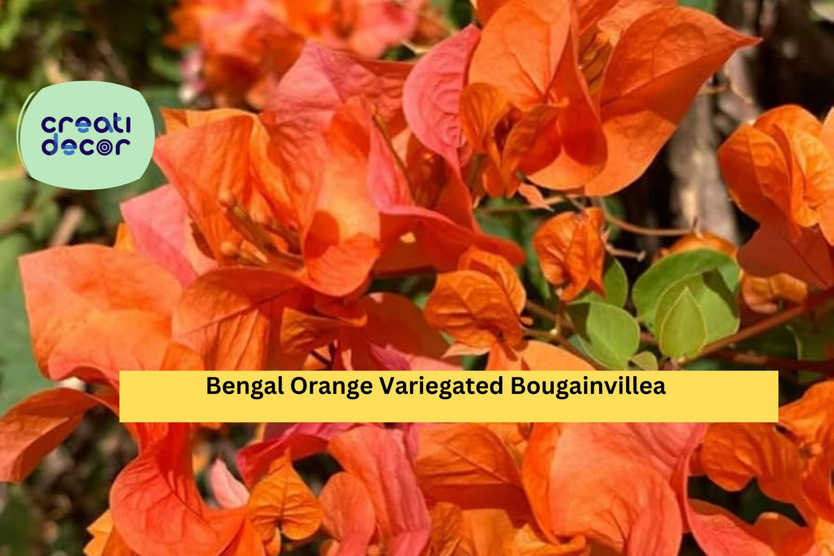 Bengal Orange Variegated Bougainvillea Live Rooted Starter Plug Plant Tropical Flowering Vine for Trellis, Fence, Container