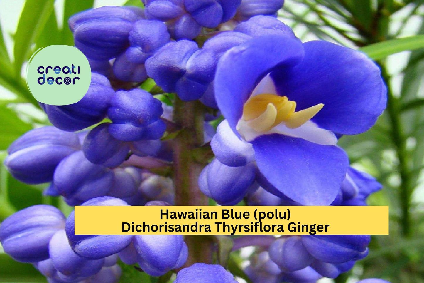 Hawaiian Blue Ginger Plant Roots – Dichorisandra thyrsiflora – Tropical Perennial with Blue Flowers – Live Bare Root Starter for Garden or Container