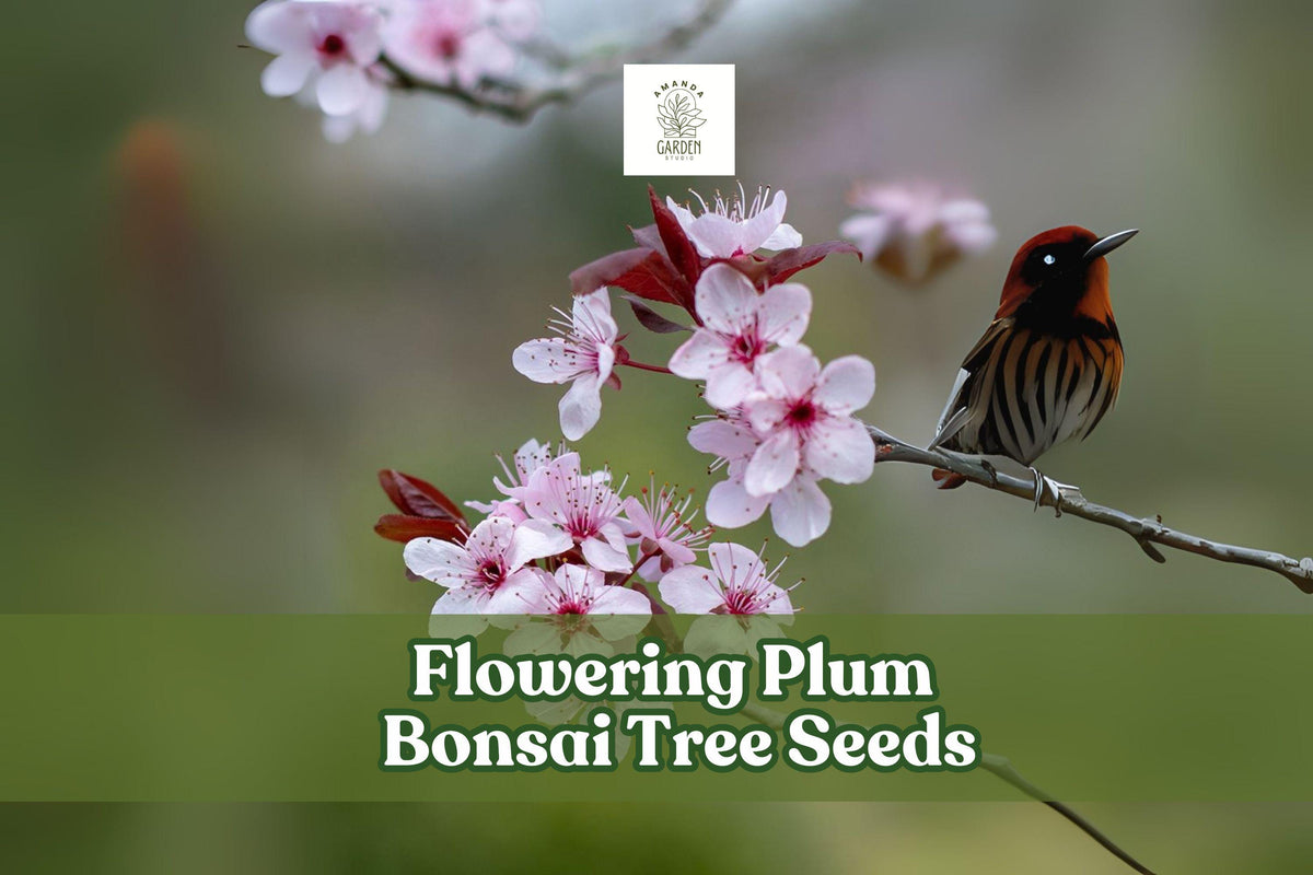 Flowering Plum Bonsai Seeds - Prunus triloba Pink Blooms, Deciduous Shrub, Ornamental, Beginner-Friendly, Indoor & Outdoor