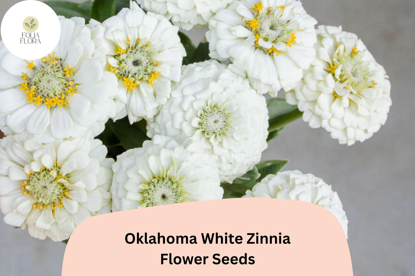 100+ Oklahoma White Zinnia Seeds – Pure White Blooms, Cut Flower Garden Annuals, Zinnia elegans, Brighten Gardens & Bouquets