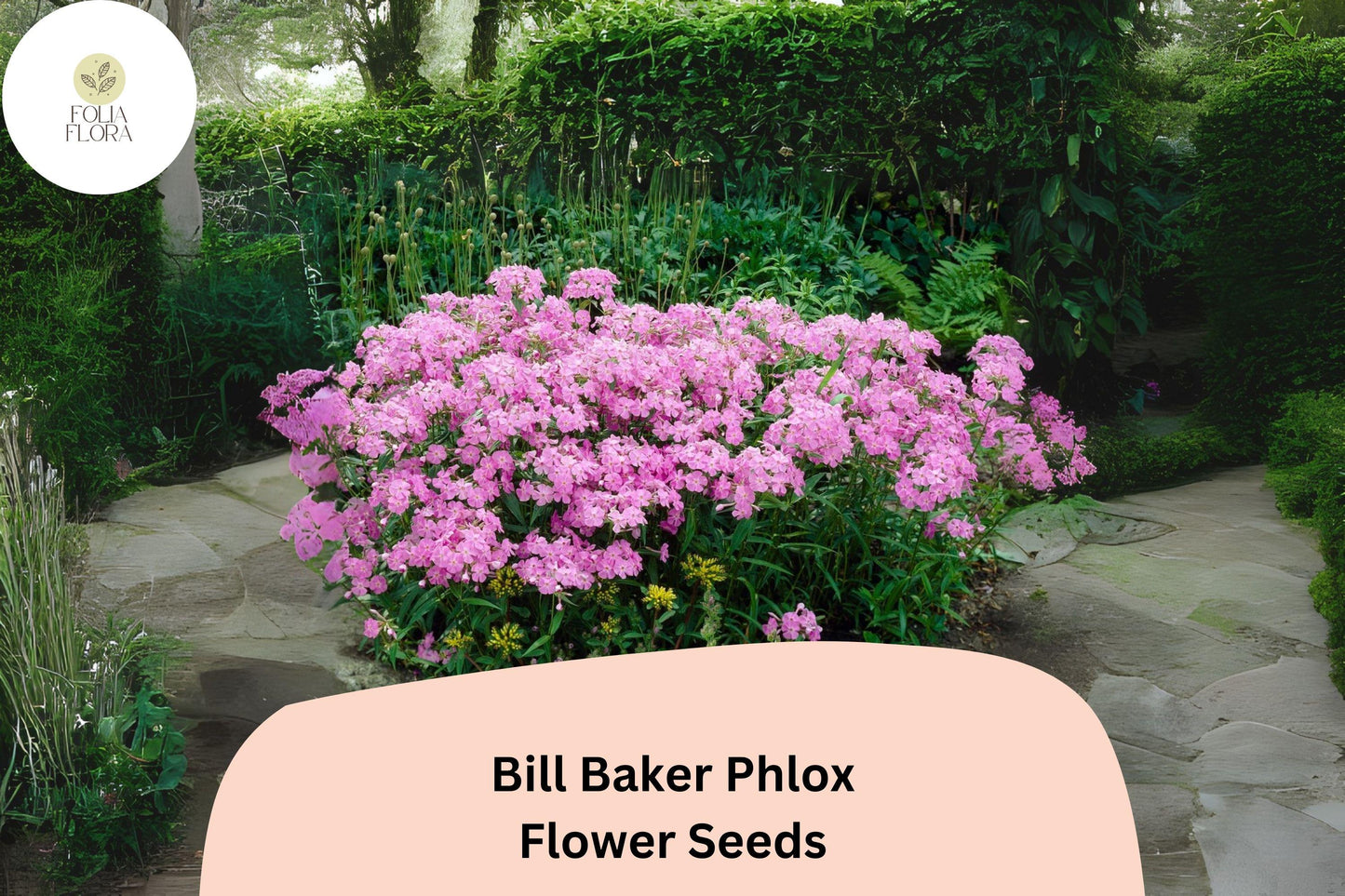 Bill Baker Phlox Seeds | Perennial Soft Pink Lavender Flowers | Phlox paniculata, Butterfly & Hummingbird Attracting
