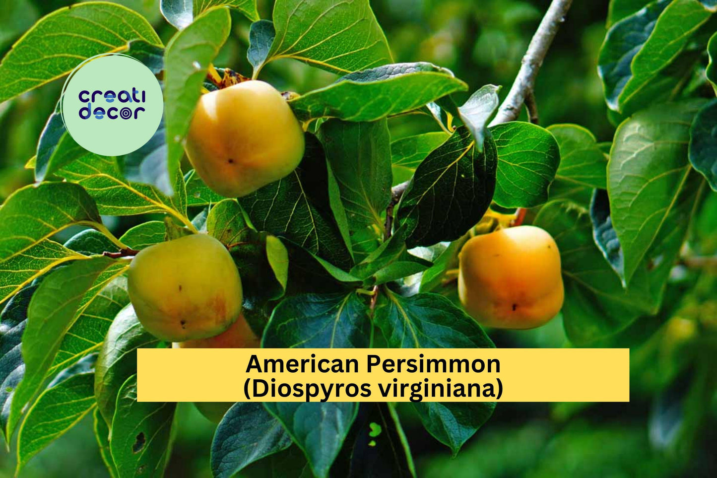 American Persimmon Tree Seedlings Set of 3 | Native Diospyros virginiana Fruit Trees for Orchard, Garden, Landscaping