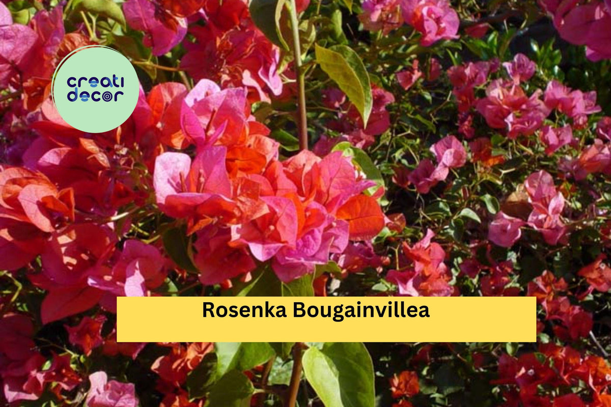Rosenka Bougainvillea Live Rooted Starter Plant | Tropical Flowering Vine with Peach to Pink Bracts | Bougainvillea glabra 'Rosenka'