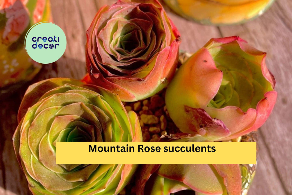 Mountain Rose Succulent Plants | 4 Bare Root Echeveria Rosettes | Drought-Tolerant Indoor & Outdoor Succulents