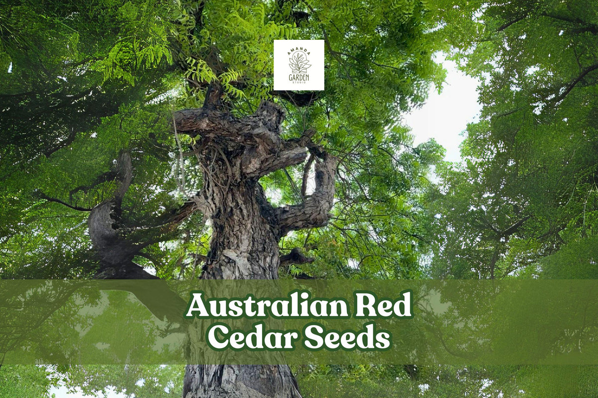 Australian Red Cedar Seeds – Toona ciliata – Fast-Growing Shade & Timber Tree – Ornamental Deciduous Tree for Gardens