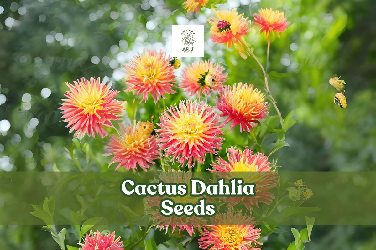Cactus Dahlia Seeds - Mixed Colors for Summer Blooms, Dahlia × variabilis, 50+ Seeds for Cut Flowers & Garden