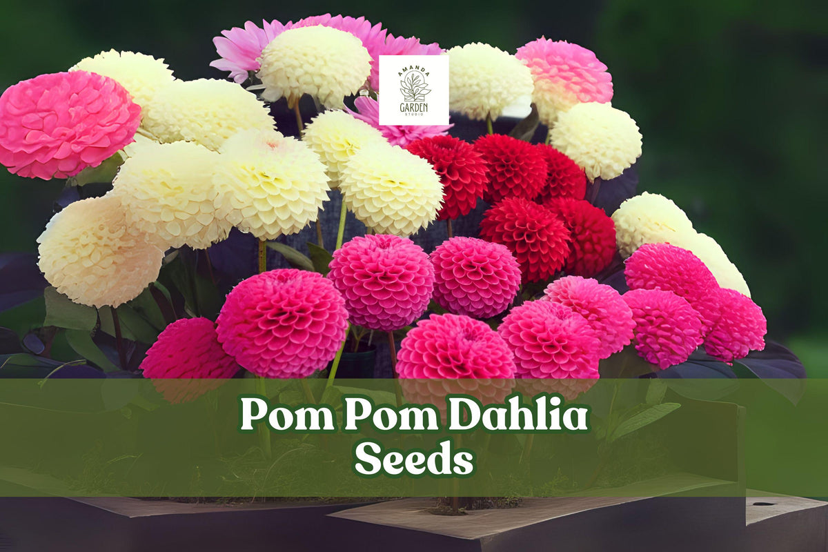 Pom Pom Dahlia Seeds Mixed Colors – Easy-to-Grow Cut Flowers, Bright Bicolor Blooms, Dahlia × variabilis
