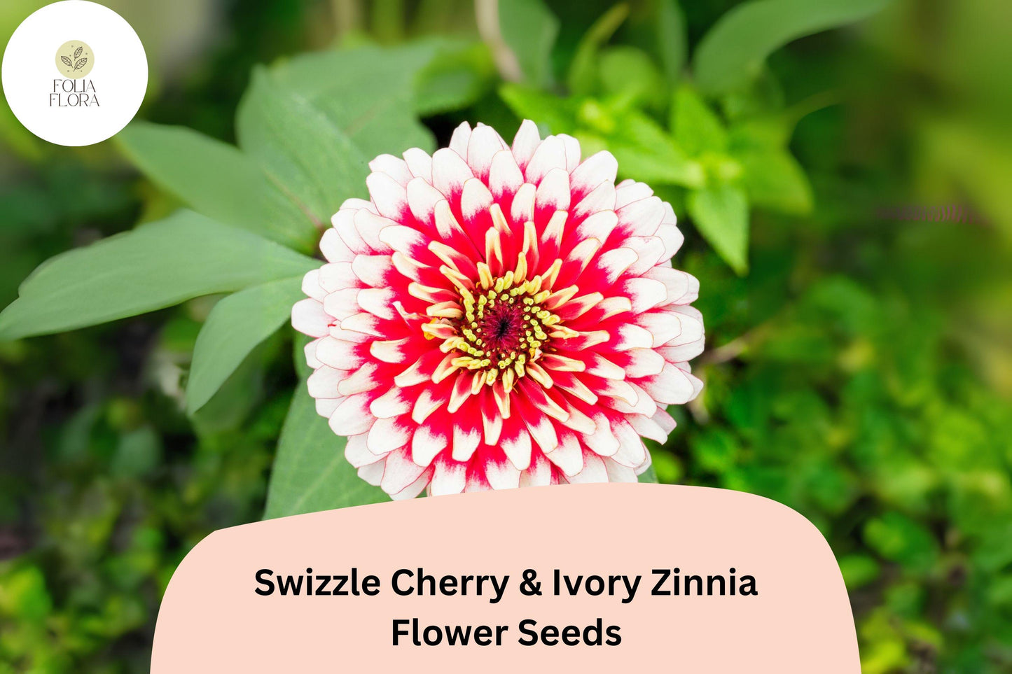 Swizzle Cherry & Ivory Zinnia Seeds - Bi-Color Flowering Annual for Pollinator Gardens, Attracts Butterflies, Bees, 100+ Seeds