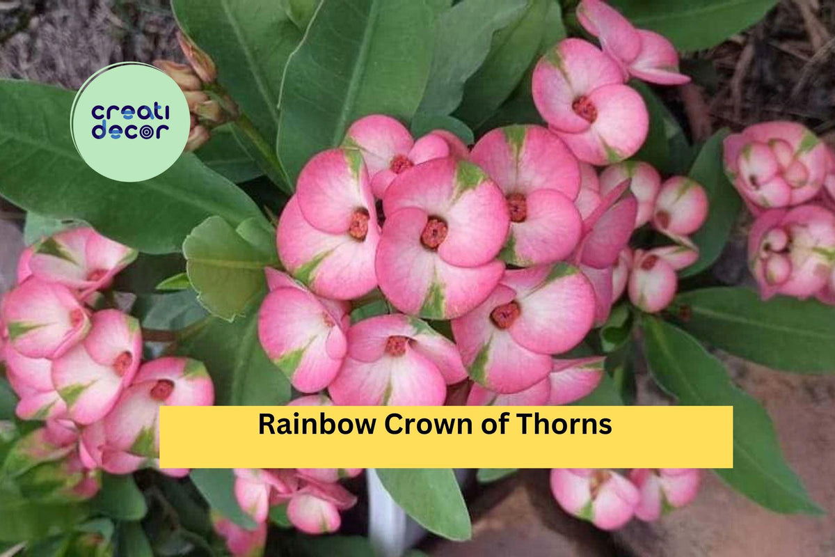 Rainbow Crown of Thorns Cutting | Variegated Euphorbia milii Succulent for Propagation | Unrooted Indoor & Outdoor Plant