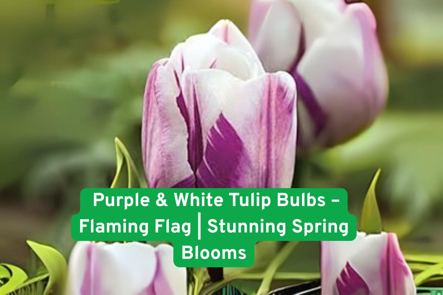 Flaming Flag Tulip Bulbs – Purple & White Spring Blooms, Tulipa, Fall Planting, Hardy in Zones 3–8, Easy to Grow, Perfect for Gardens & Containers