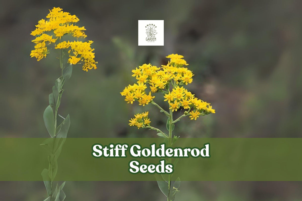 100 Goldenrod Seeds Oligoneuron rigidum Drought-Tolerant Pollinator Magnet Native Perennial