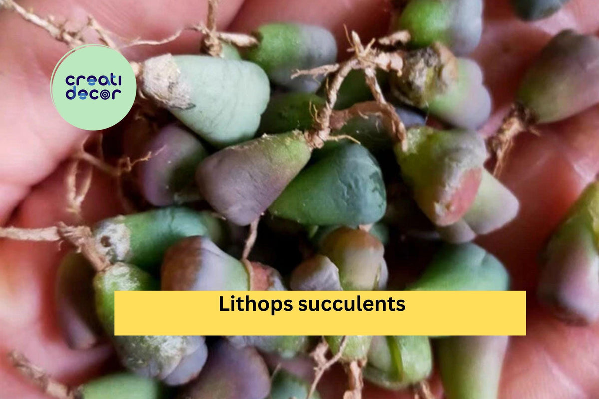 40 Lithops Living Stones Succulents Set | Mini Bare Root Plants | Rare Collectible Succulents for Indoor Pots