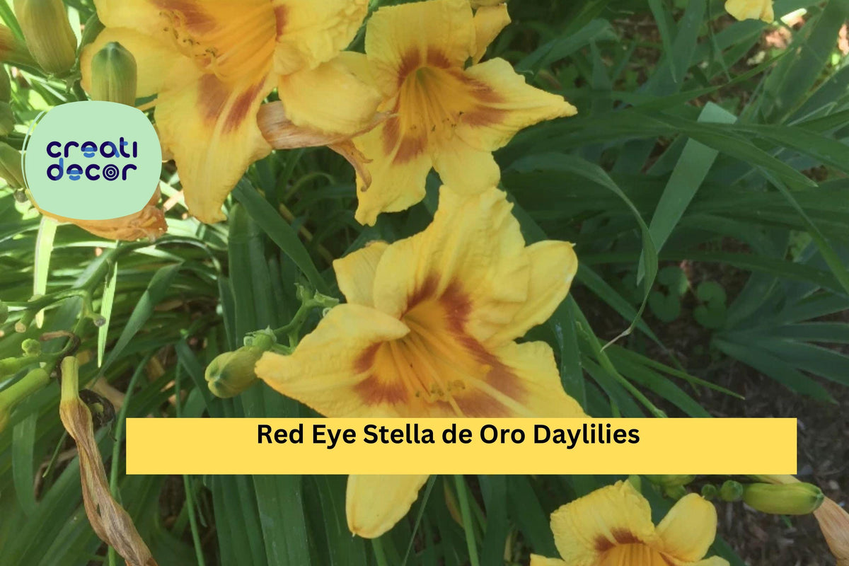 4 Red Eye Stella de Oro Daylilies Bare Root Plants – Hardy Perennial Flowers with Red-Eyed Yellow Blooms, Hemerocallis hybrid