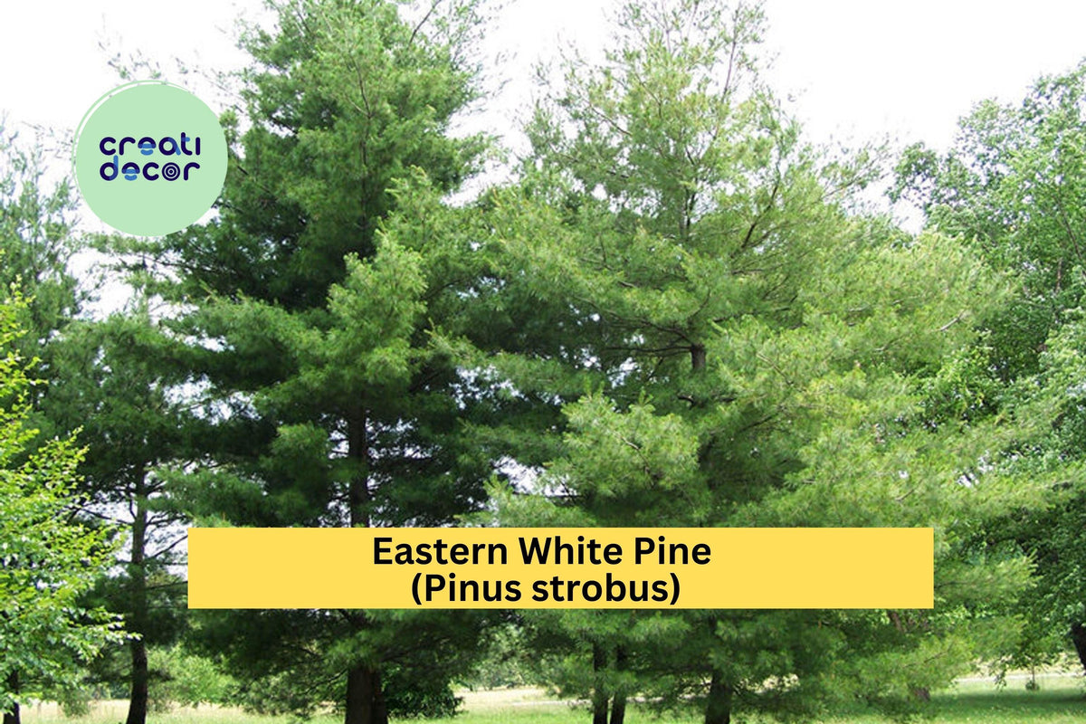 25 White Pine Seedlings - Bare Root Eastern White Pine Trees for Landscaping, Reforestation & Windbreaks - Pinus strobus
