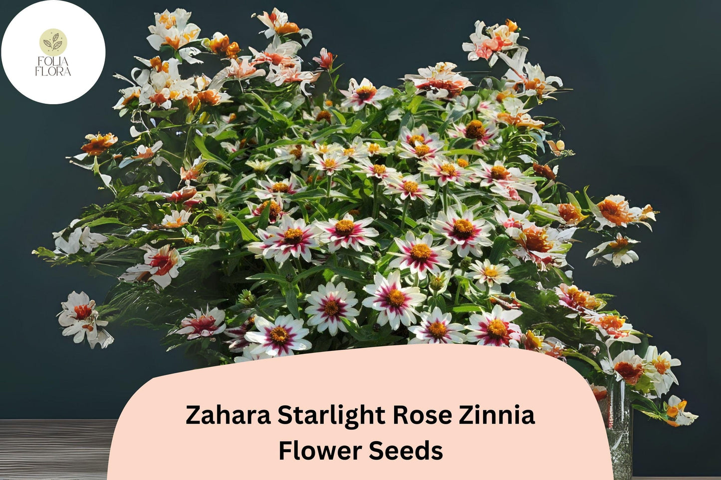 100+ Zahara Starlight Rose Zinnia Seeds – Non-GMO Hybrid Annual Flowers for Garden Borders & Containers – Zinnia marylandica