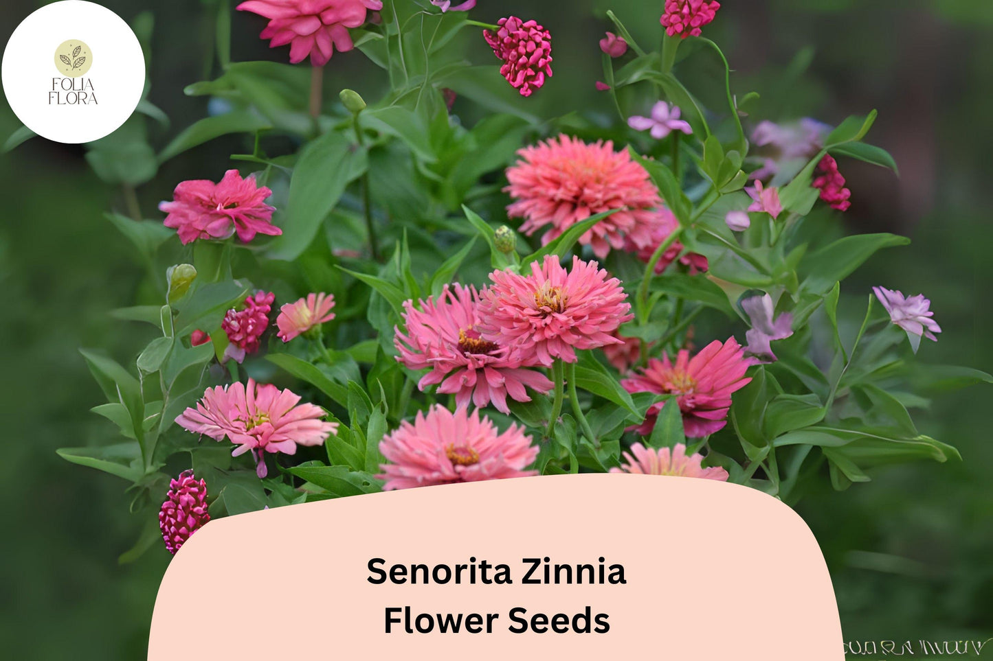 100+ Señorita Zinnia Seeds – Bright Pink Blooms for Garden, Borders & Cut Flowers, Zinnia elegans, Easy to Grow Annual