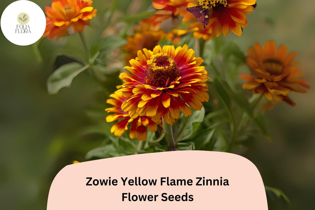 Zinnia Seeds – Zowie Yellow Flame Bi-Color Flowers – Non-GMO, Annual, Butterfly & Pollinator Attracting, Full Sun, 100+ Seeds