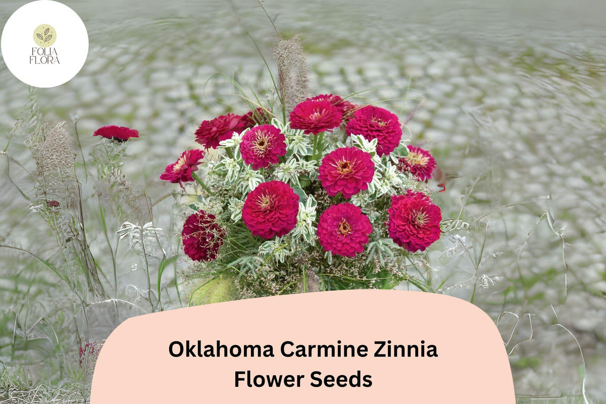 100+ Oklahoma Carmine Zinnia Seeds – Rose-Red Fully Double Blooms, Zinnia elegans, Garden, Borders & Cut Flowers