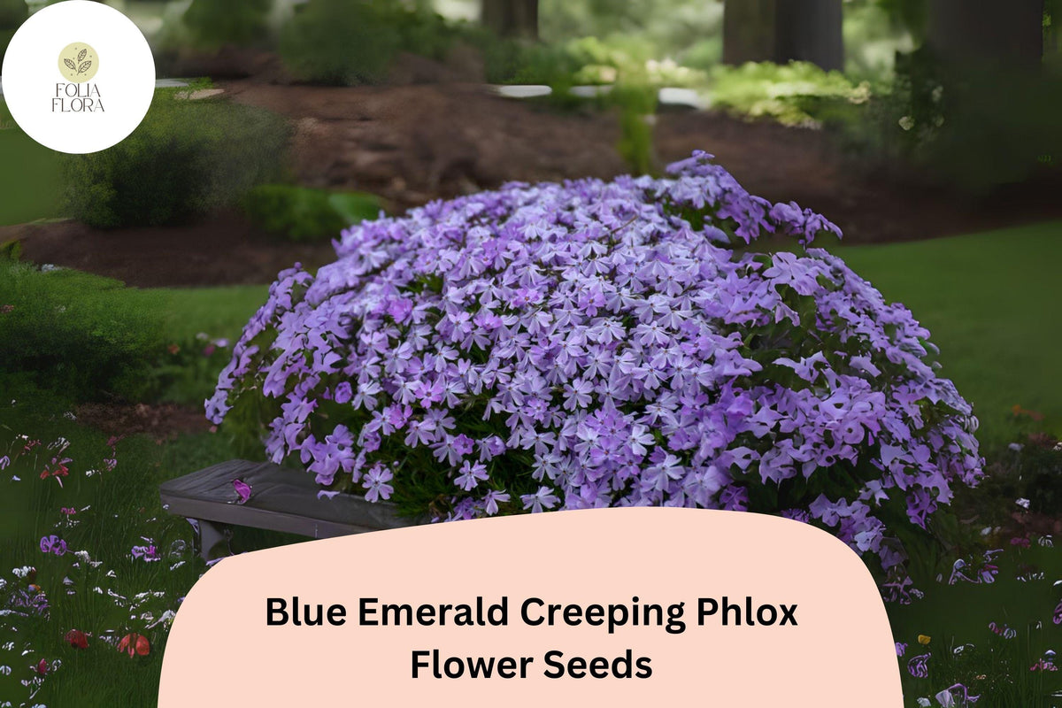 Blue Emerald Creeping Phlox Seeds | Ground Cover Perennial | Blue-Lavender Flowers | Phlox subulata Seeds