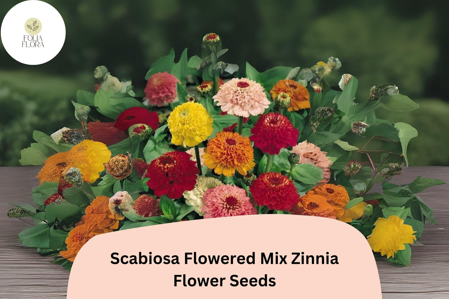 100+ Zinnia elegans ‘Scabiosa Flowered Mix’ Seeds – Double Pincushion Blooms for Garden Beds, Borders & Cut Flowers