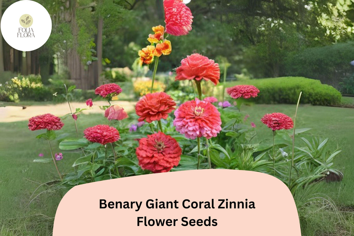 Benary Giant Coral Zinnia Seeds – Large Double Blooms for Cutting Gardens & Borders – Zinnia elegans