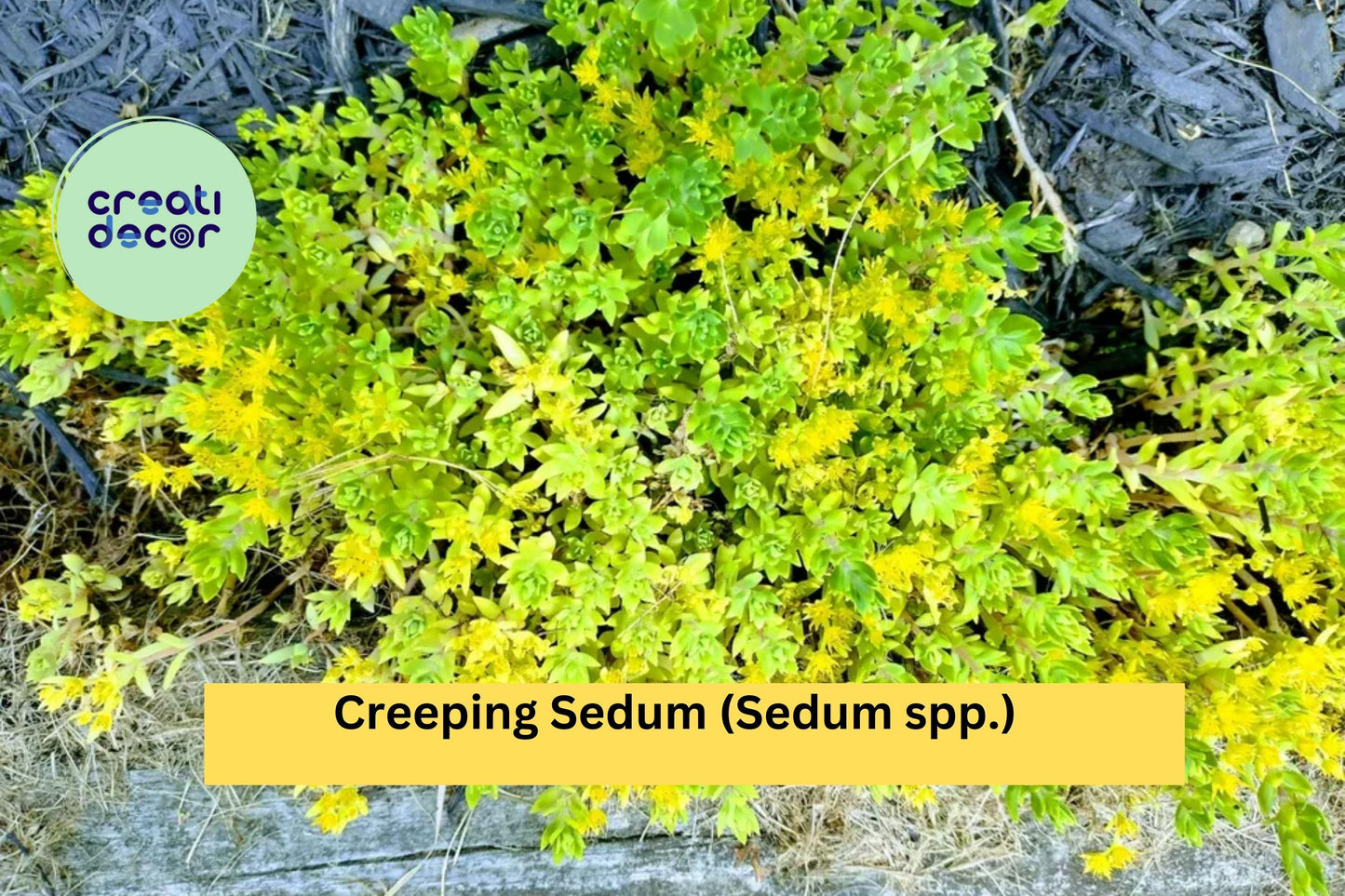 25 Creeping Sedum Plant Cuttings – Drought-Tolerant Perennial Groundcover Succulent for Rock Gardens & Borders