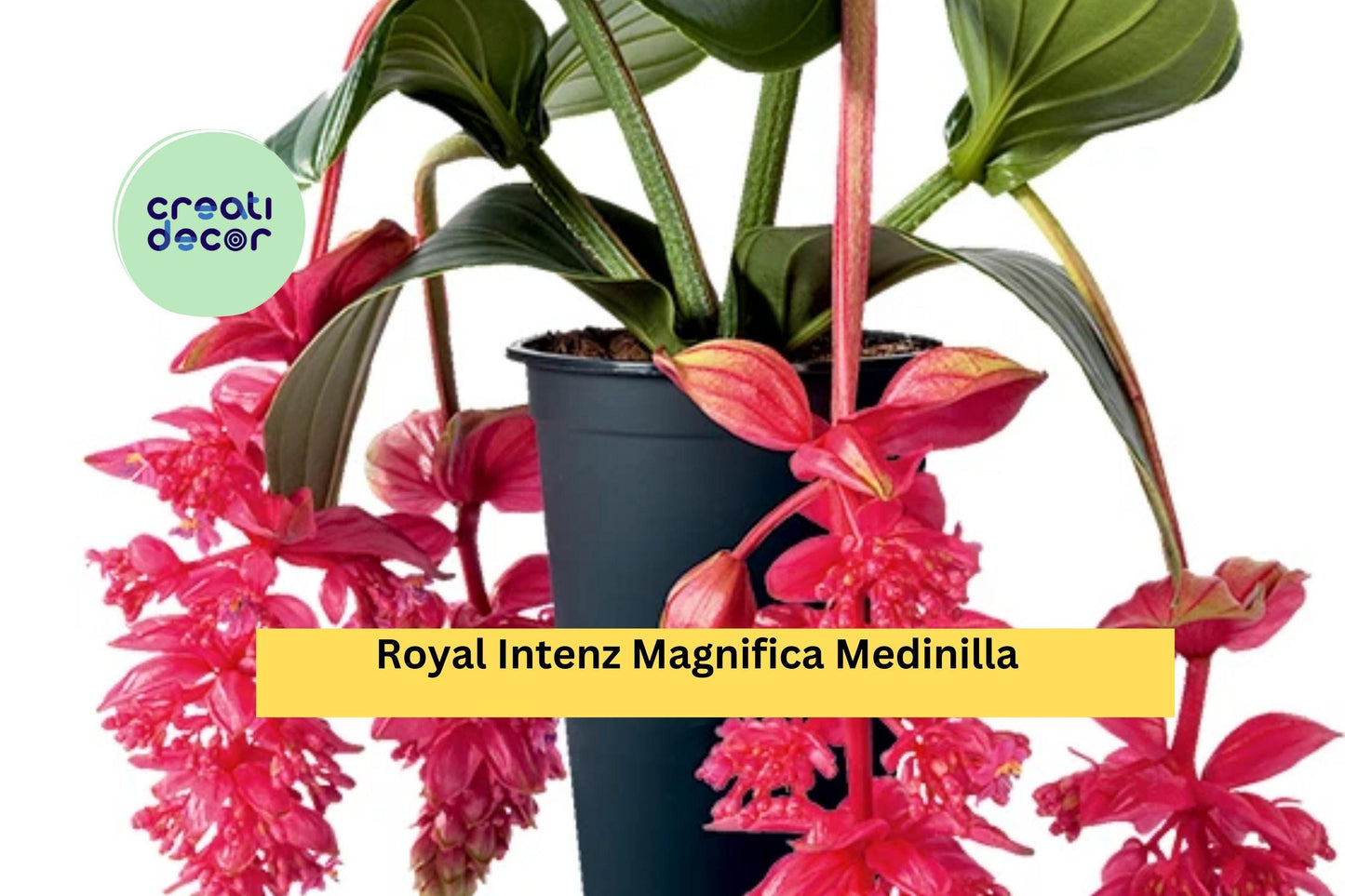 Royal Intenz Medinilla Plant | Live Rooted Starter | Tropical Pink Flowering Houseplant | Medinilla magnifica 'Royal Intenz'