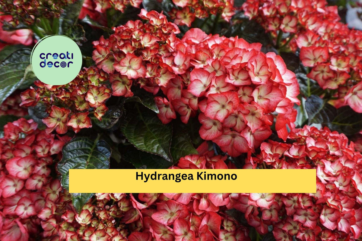 Hydrangea Kimono Starter Set – 4 Live Rooted Hydrangea macrophylla ‘Kimono’ Flowering Shrubs for Garden & Container