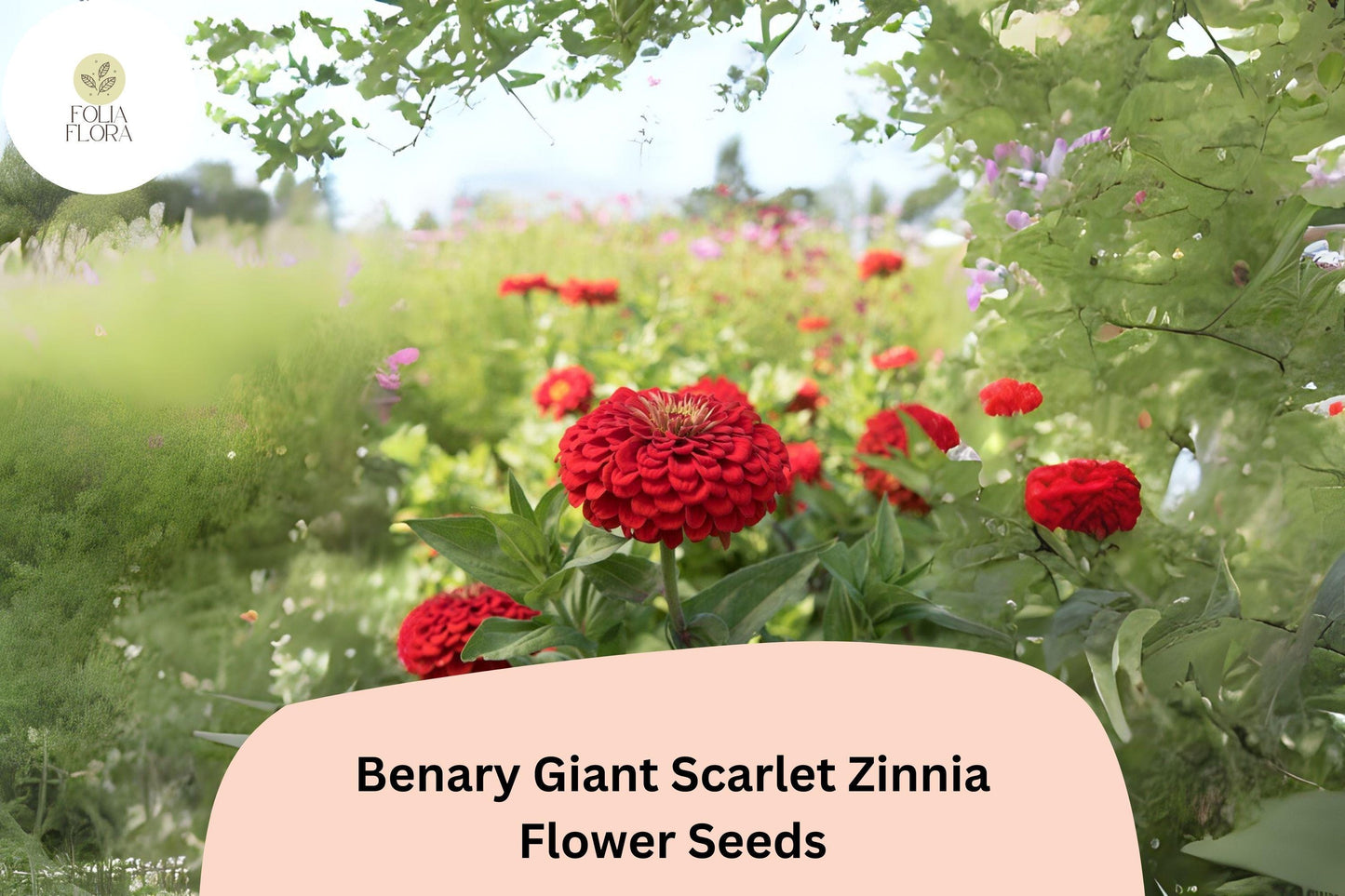100+ Benary Giant Scarlet Zinnia Seeds – Scarlet Red Double Blooms for Cut Flowers & Summer Gardens – Zinnia elegans