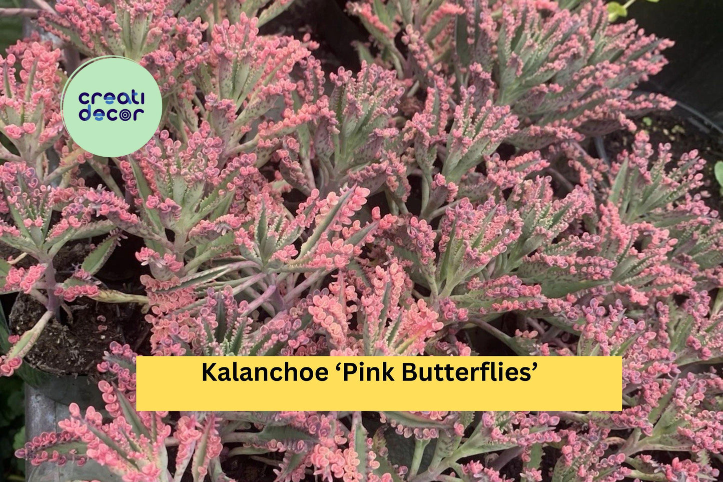 Kalanchoe Pink Butterflies Live Rooted Succulent Plant with Variegated Pink Edges, Indoor or Outdoor Pot Plant