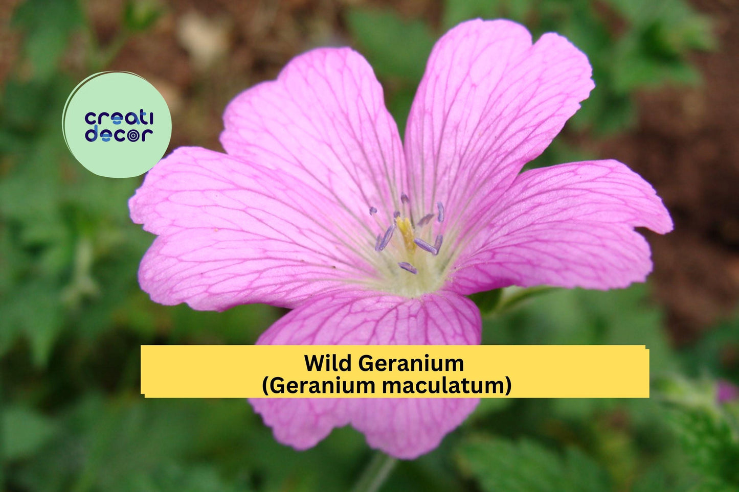 Wild Geranium Cranesbill Bare Root Plants – Geranium maculatum Perennial Wildflower for Shade Gardens, Woodland, Pollinator-Friendly, Set of 10