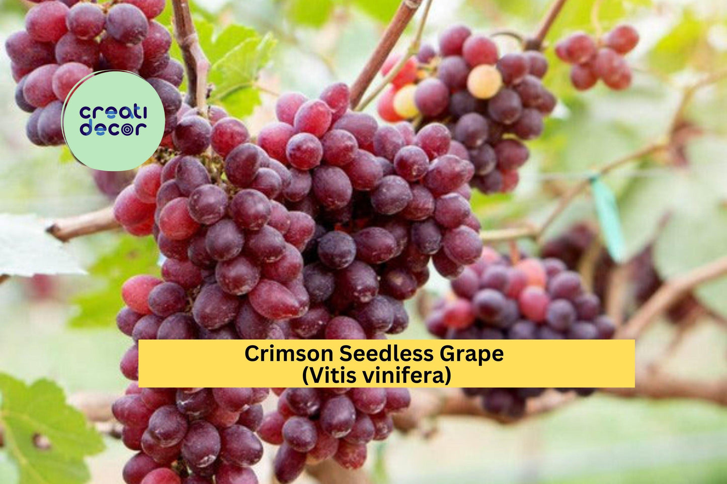 Crimson Seedless Grape Vine Cuttings | 4 Fresh Unrooted Vitis vinifera ‘Crimson Seedless’ for Home Vineyard & Garden