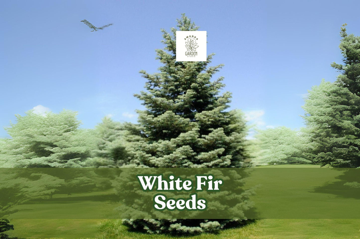 White Fir Tree Seeds – Abies concolor Evergreen Bonsai, Silvery-Blue Needles, Cold Hardy, Landscape & Windbreak Plant