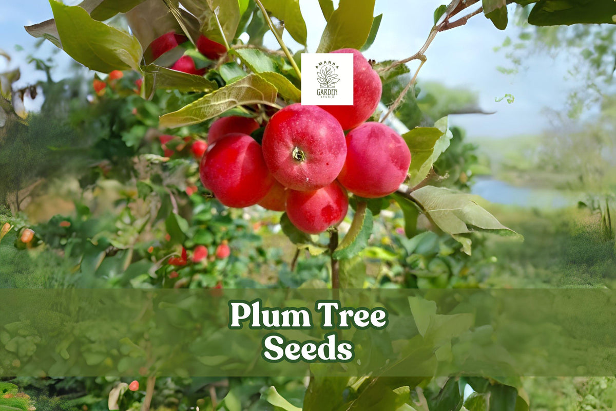 American Plum Tree Seeds – Prunus americana Flowering & Fruiting Tree, White Blossoms, Edible Plums, Bonsai Potential, 10 Fresh Seeds