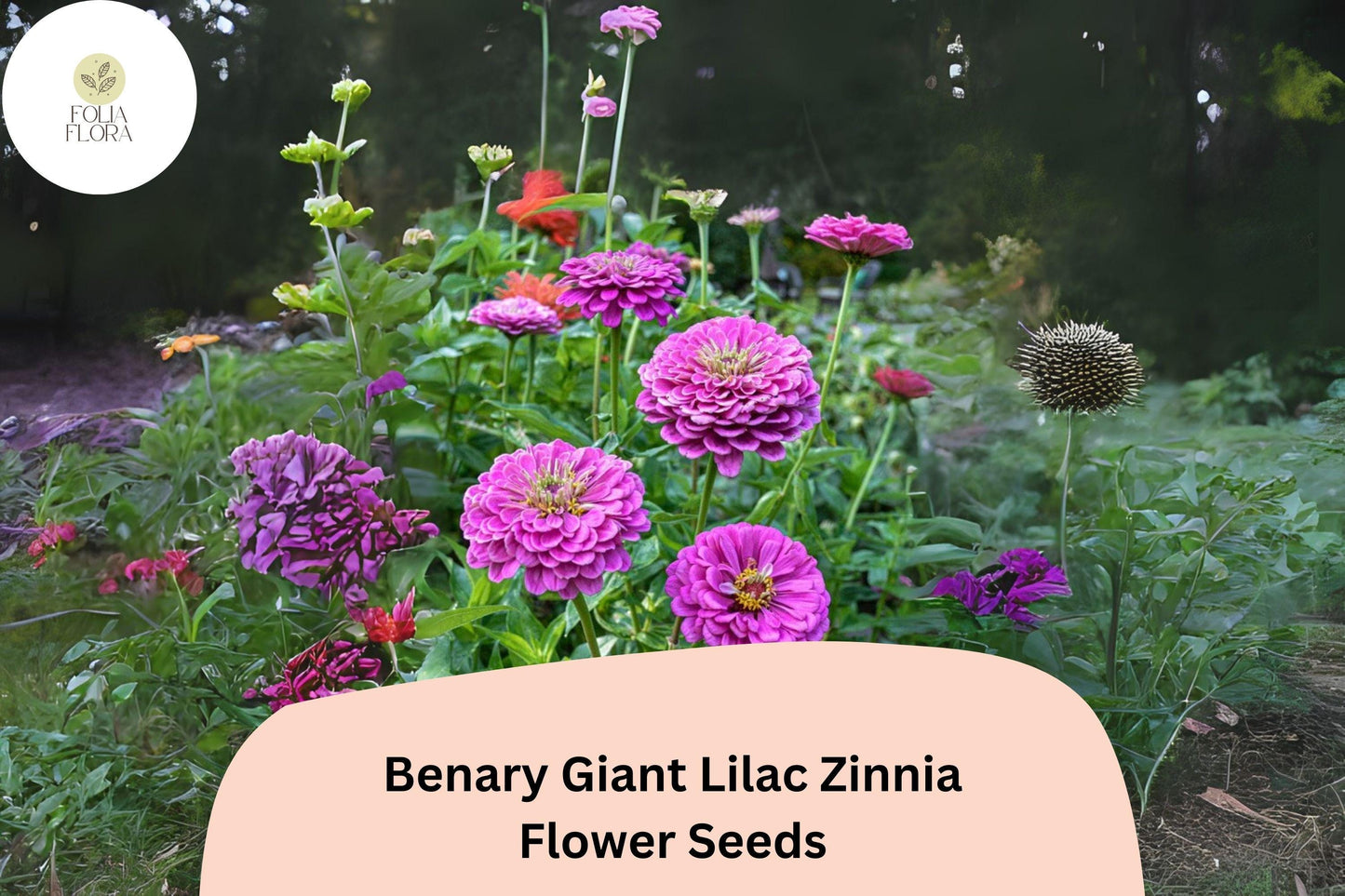 Benary Giant Lilac Zinnia Seeds – Large Double Blooms, Cut Flowers, Pollinator-Friendly, Zinnia elegans