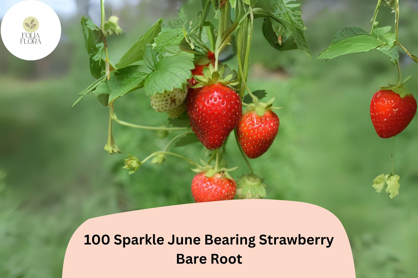 100 Live Bare Root Sparkle Strawberry Plants | June-Bearing Fragaria × ananassa | Non-GMO Perennial Garden Fruit