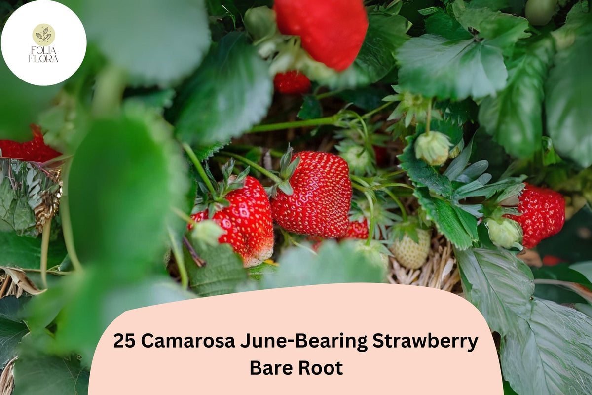Camarosa Strawberry Plants | Live Bare Root June-Bearing Fragaria × ananassa | Non-GMO, Fruit, Red Berries