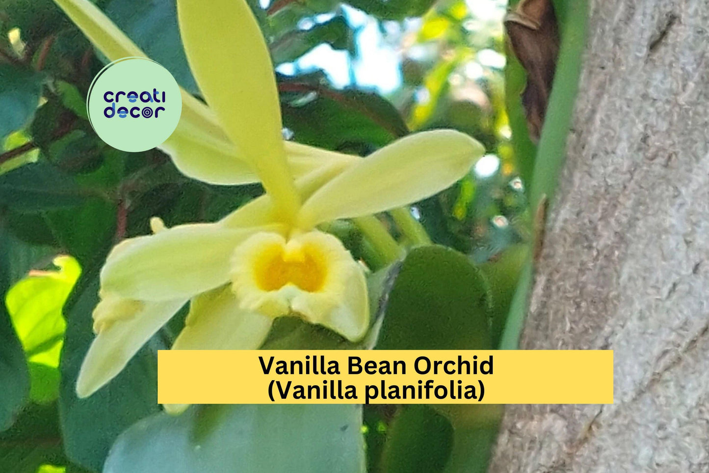 Vanilla Bean Orchid Live Cutting – Vanilla planifolia Tropical Climbing Orchid with Aerial Roots for Indoor Growing
