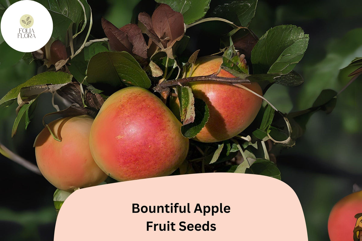25+ Bountiful Apple Seeds – Malus domestica Heirloom Fruit Tree Seeds for Home Orchard and Backyard Garden