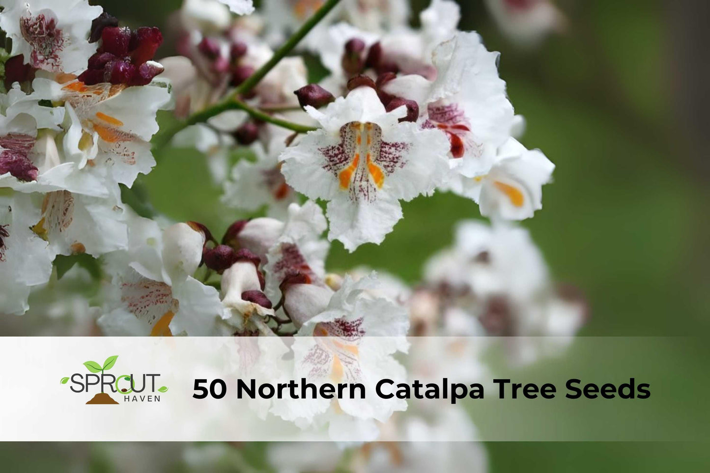 Northern Catalpa Tree Seeds – 50 Pack, Showy White Flowers, Hardy Shade Tree, Catalpa speciosa, Ornamental & Fast-Growing