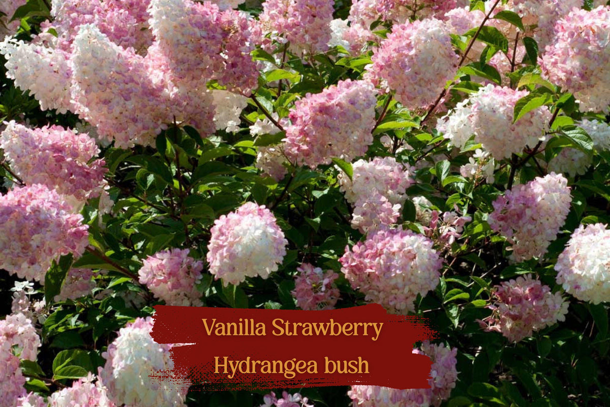 Vanilla Strawberry Hydrangea Cuttings – Unrooted, Hardy Zones 4-8, Large Cone Blooms, Easy to Root, Organic, 5+2 Bonus