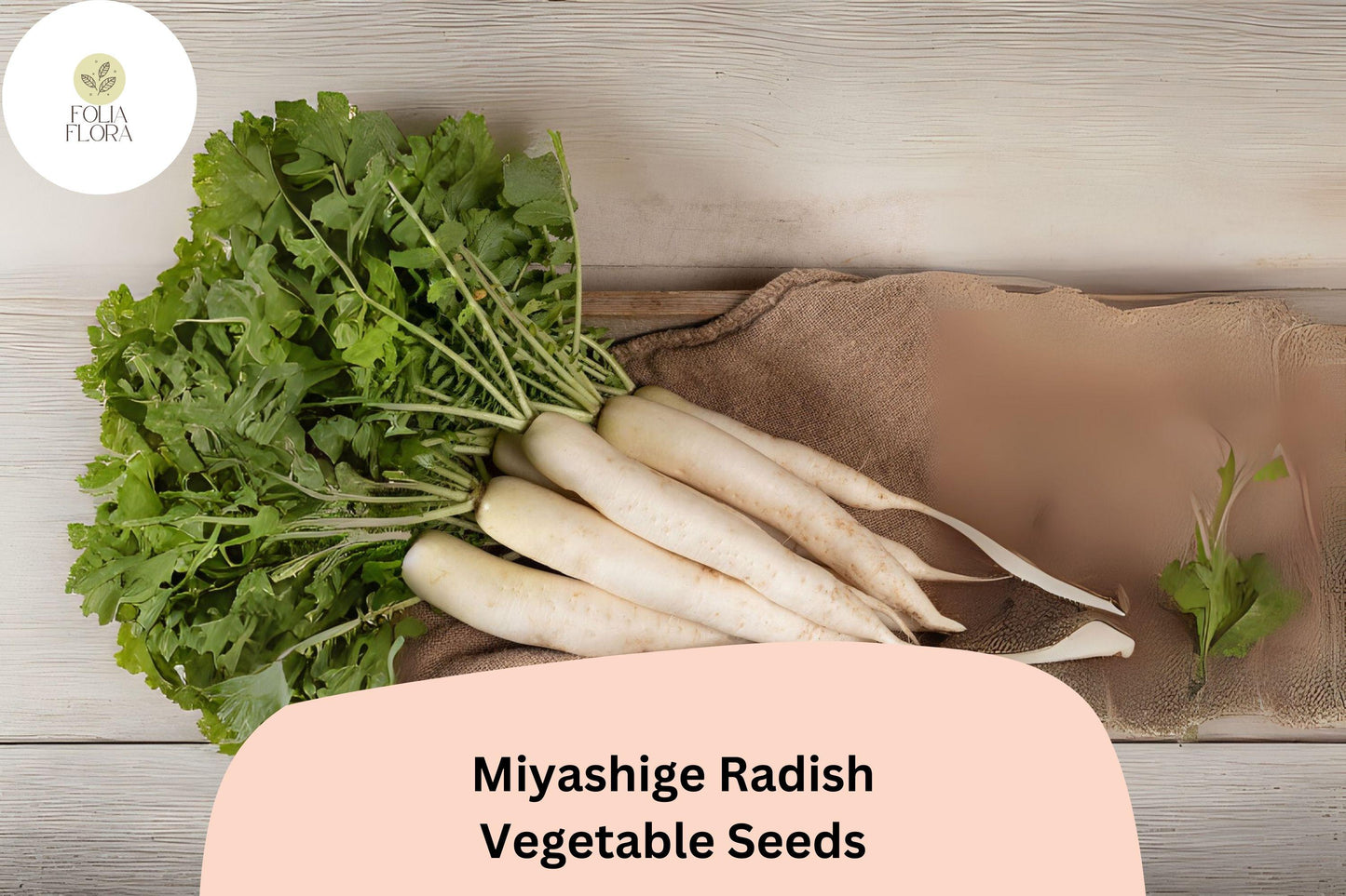 500+ Miyashige Radish Seeds – Japanese Daikon Heirloom Raphanus sativus, Long White Roots, Crisp Flavor, Non-GMO, Cool-Season Garden Planting